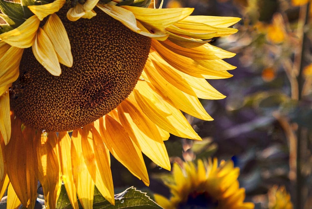 Зерна солнца: почему семечки стали новой звездой правильного питания